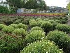 2021-10-23 Les fleurs de Roger